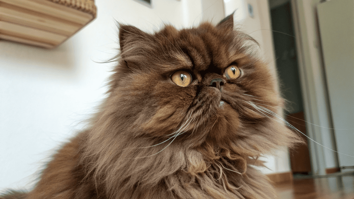 — Это бракованная кошка, — закричали богатые хозяева и выставили питомца за дверь! Но судьба приготовила им урок