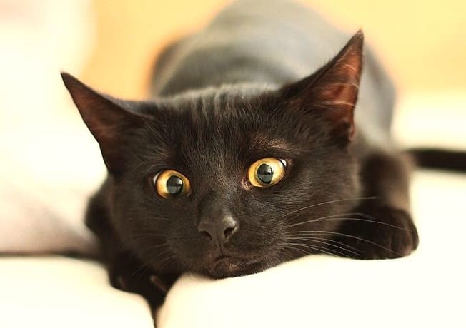 Счастливая кошка