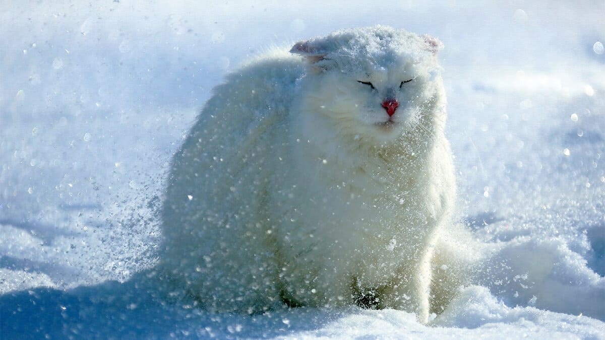 Кошка продолжала мурчать до конца