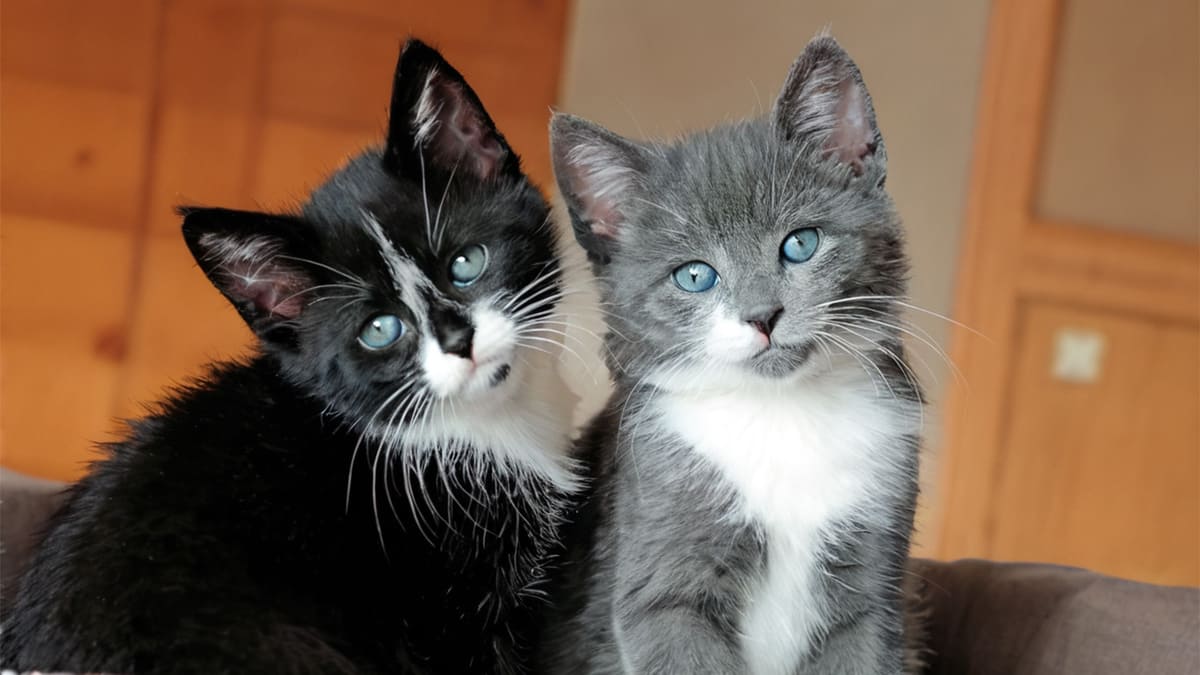 Все кошки серы