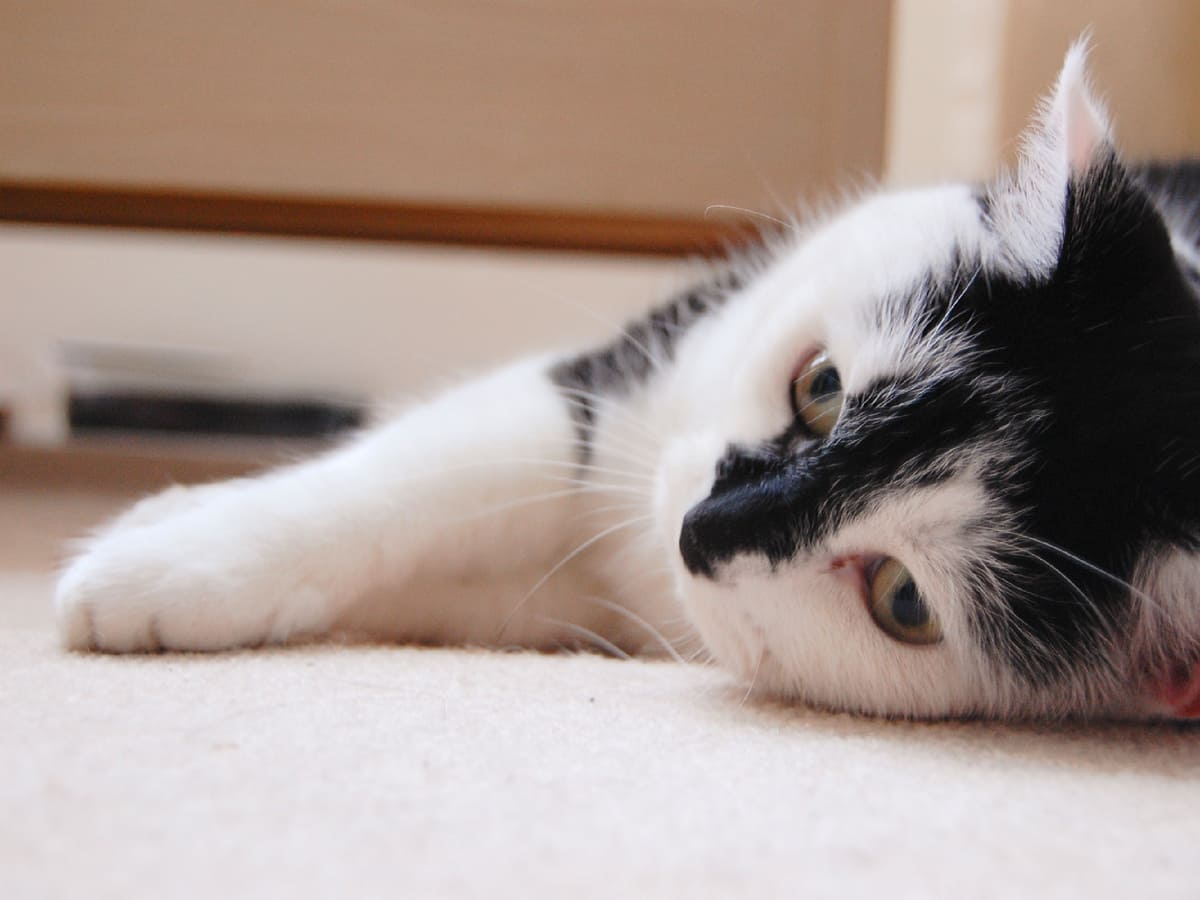 Как своенравный кот из глубинки нашёл хозяйке столичного мужа