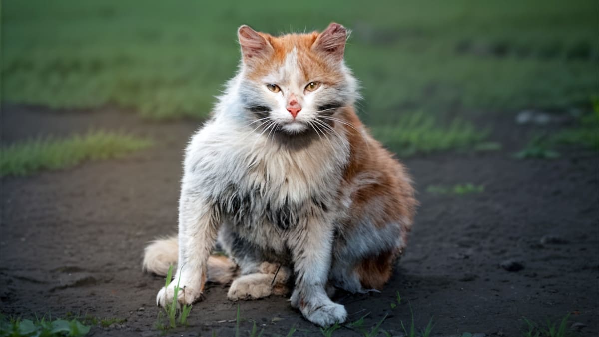 Короткая история о любви