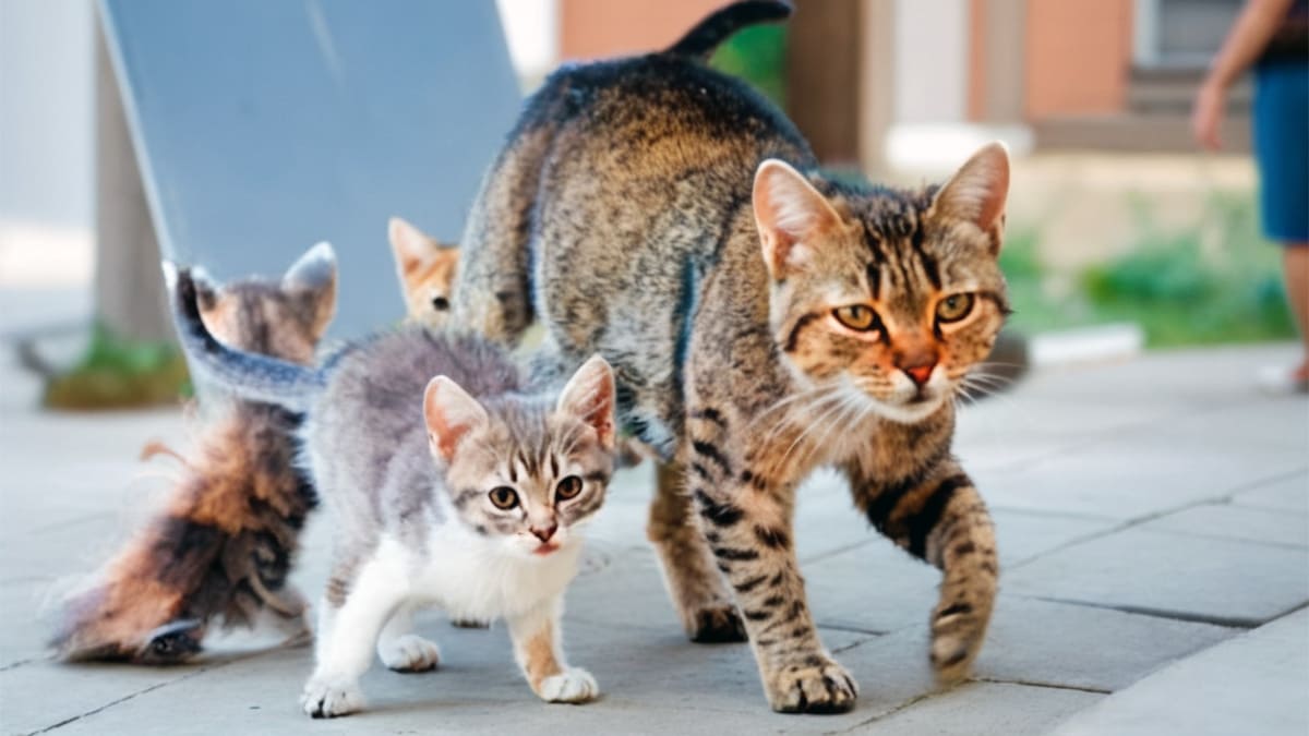 Хромоножки