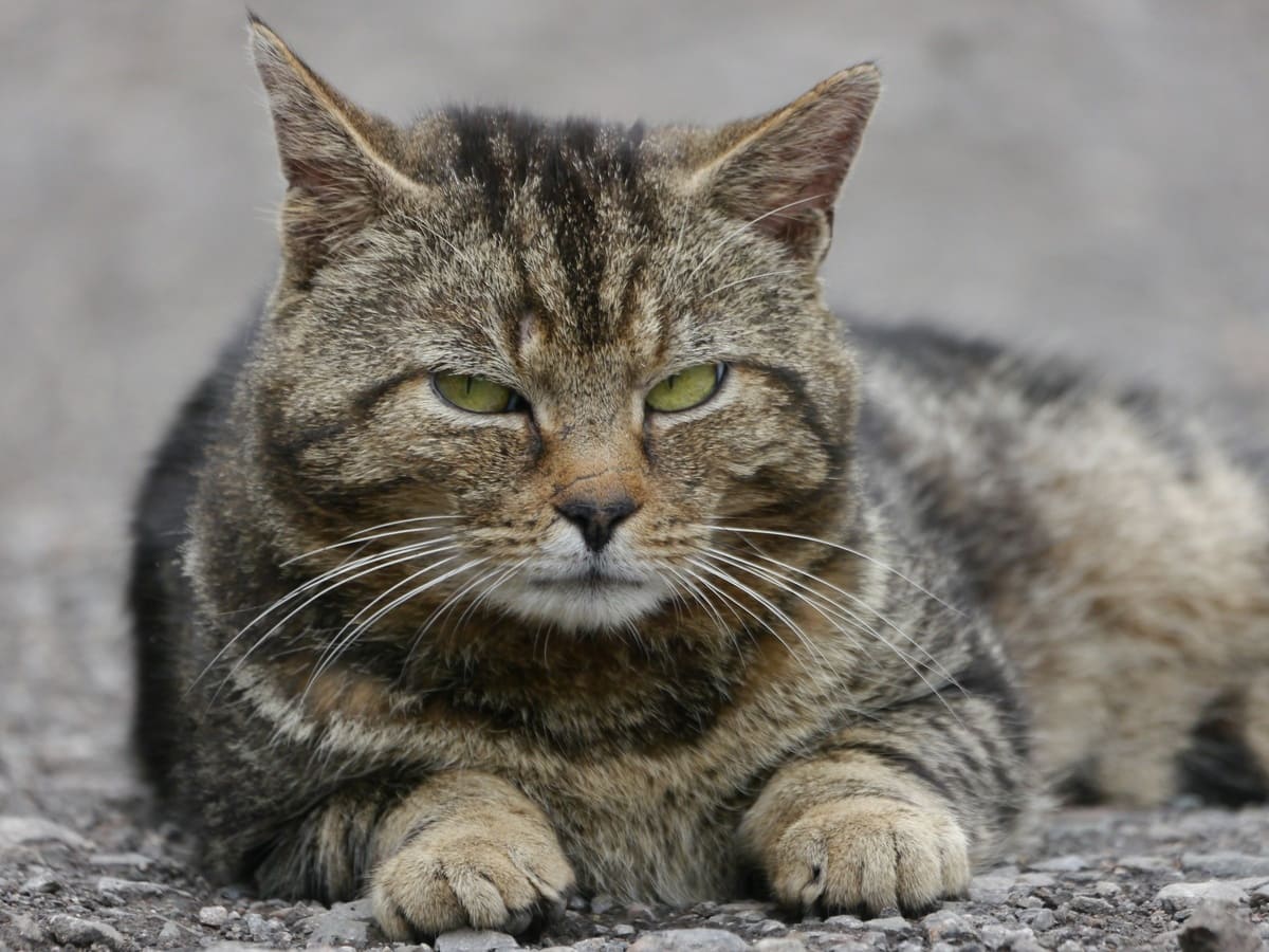 Из грязи в князи