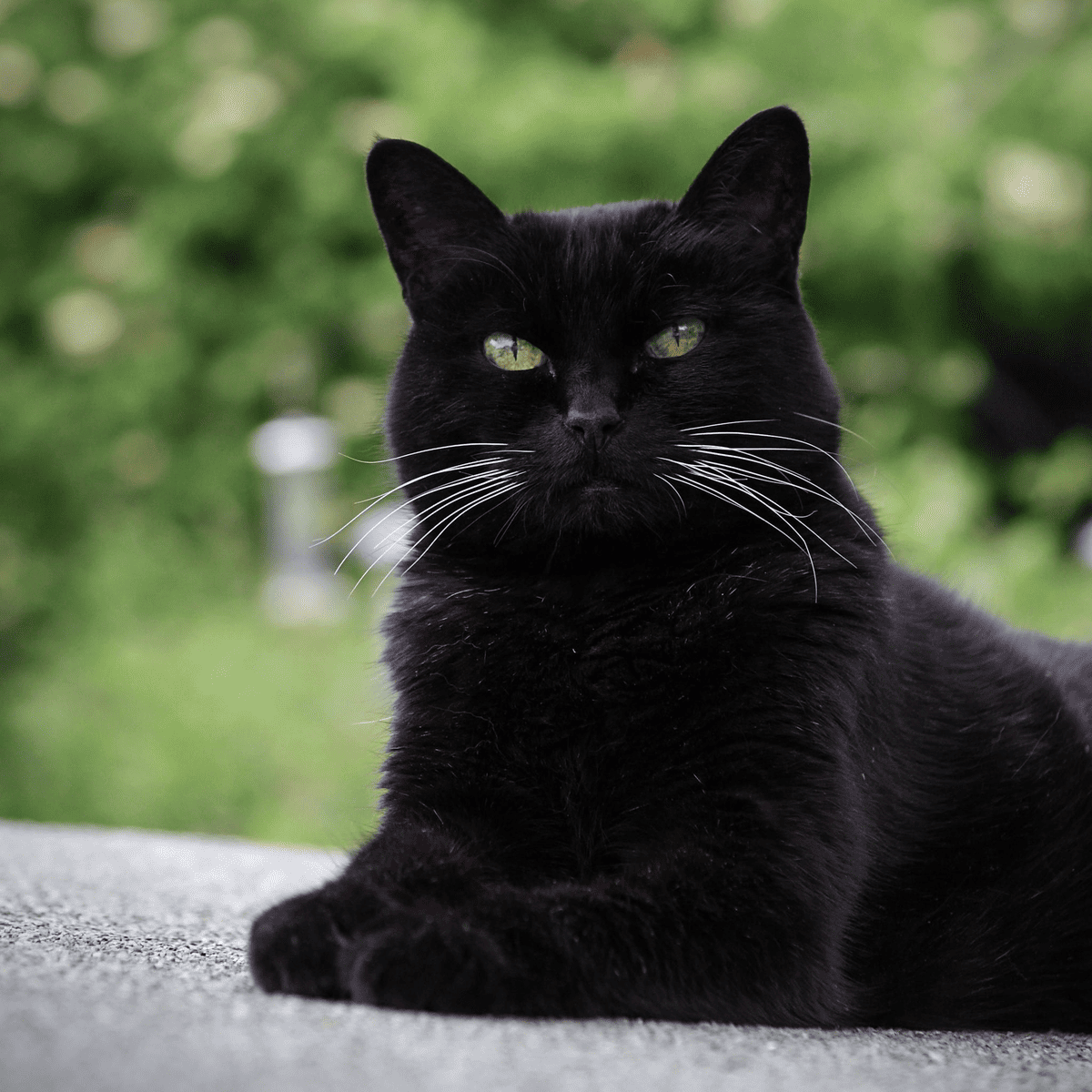 Приходящий папа