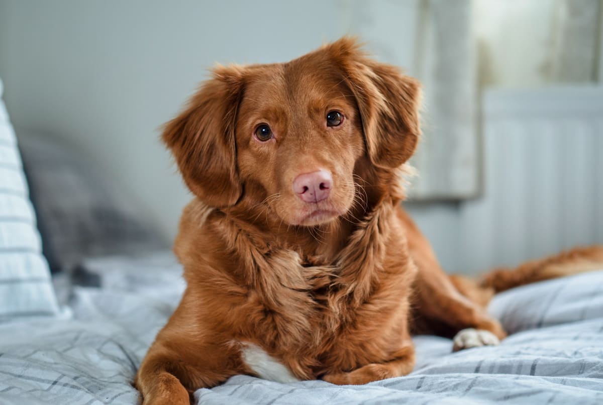 Ты кого себе завёл?