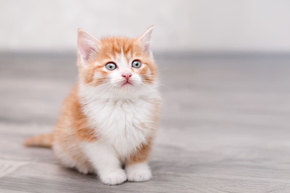 Моё рыжее счастье