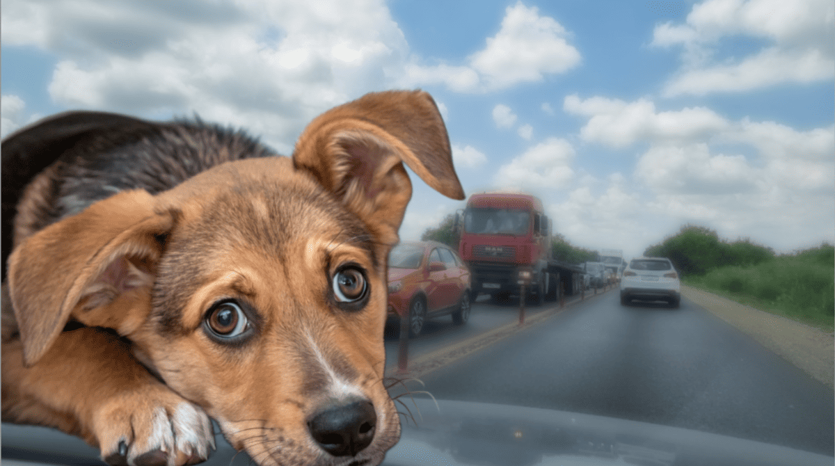 Напуганный щенок метался по дороге! А фуру неожиданно развернуло поперек трассы