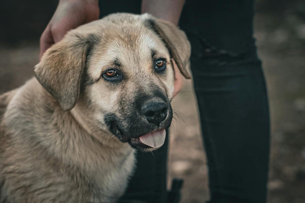 Моё лохматое счастье